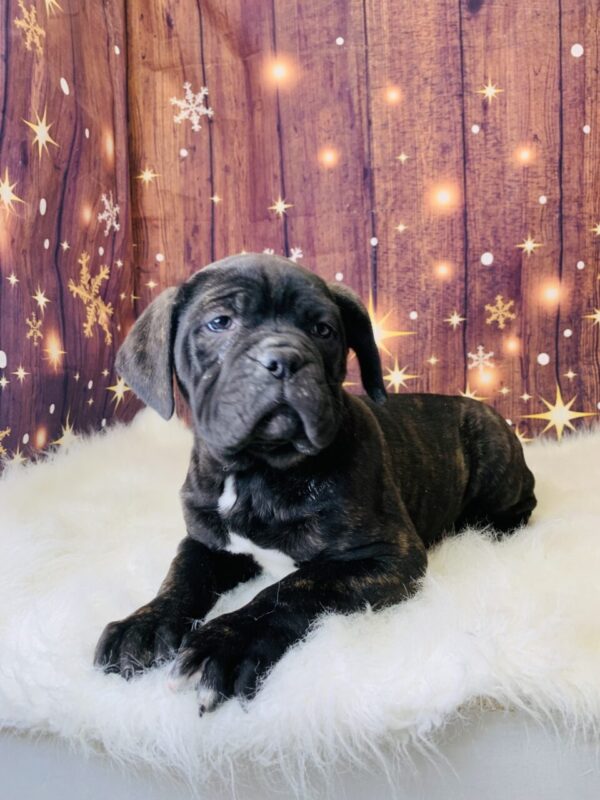 carly1-600x800 Carly (Female) Cane Corso $1999.99 (Found Loving Home)