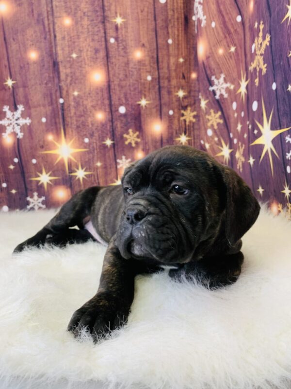 carly2-600x800 Carly (Female) Cane Corso $1999.99 (Found Loving Home)