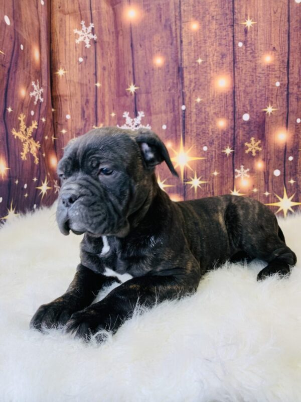 carly3-600x800 Carly (Female) Cane Corso $1999.99 (Found Loving Home)