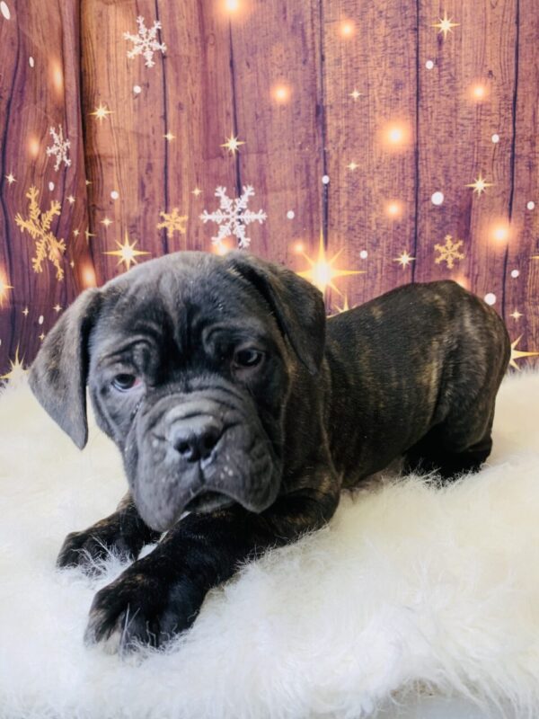 carly4-600x800 Carly (Female) Cane Corso $1999.99 (Found Loving Home)