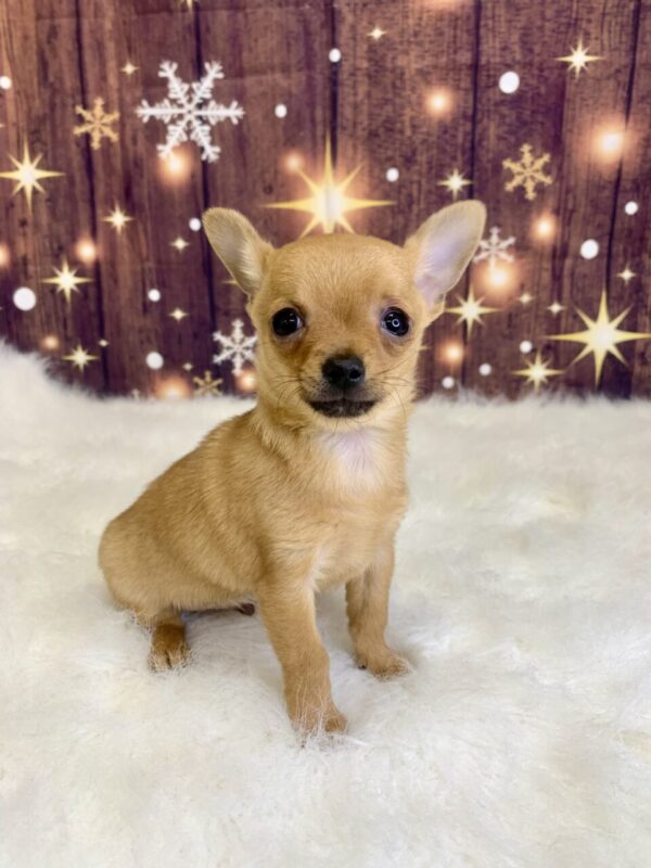 channing-600x800 Channing (Male) Chihuahua $1899.99 (Found Loving Home)