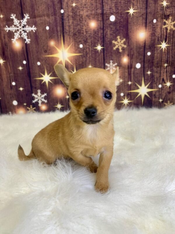 channing2-600x800 Channing (Male) Chihuahua $1899.99 (Found Loving Home)