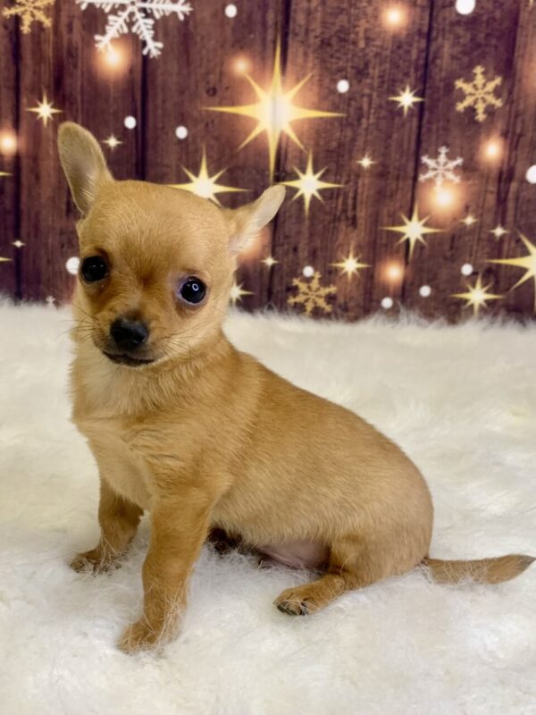 channing3-600x800 Channing (Male) Chihuahua $1899.99 (Found Loving Home)
