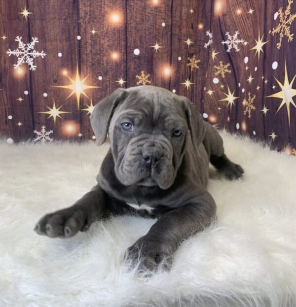 cody-600x623 Cody (Male) Cane Corso $1999.99 (Found Loving Home)