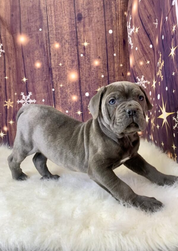 cody2-600x842 Cody (Male) Cane Corso $1999.99 (Found Loving Home)