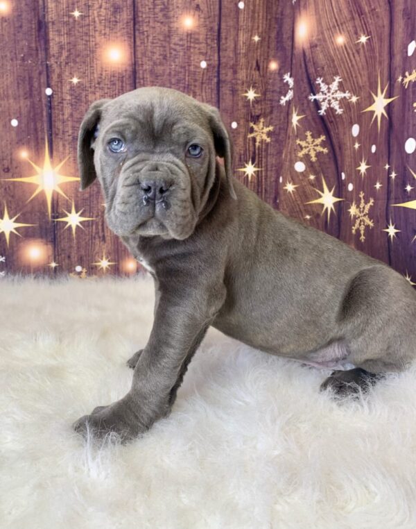 cody3-600x762 Cody (Male) Cane Corso $1999.99 (Found Loving Home)