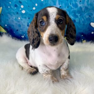daisy-300x300 Daisy (Female) Miniature Dachshund (Rare Piebald) $2199.99 (Found Loving Home)