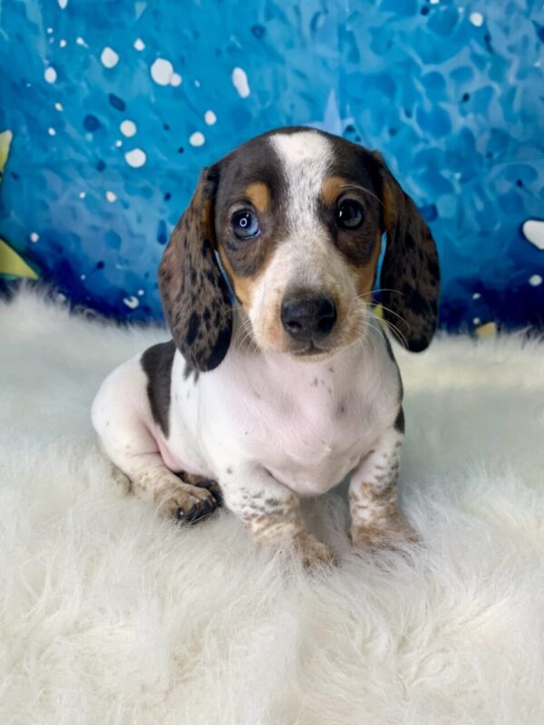 daisy-600x800 Daisy (Female) Miniature Dachshund (Rare Piebald) $2199.99 (Found Loving Home)