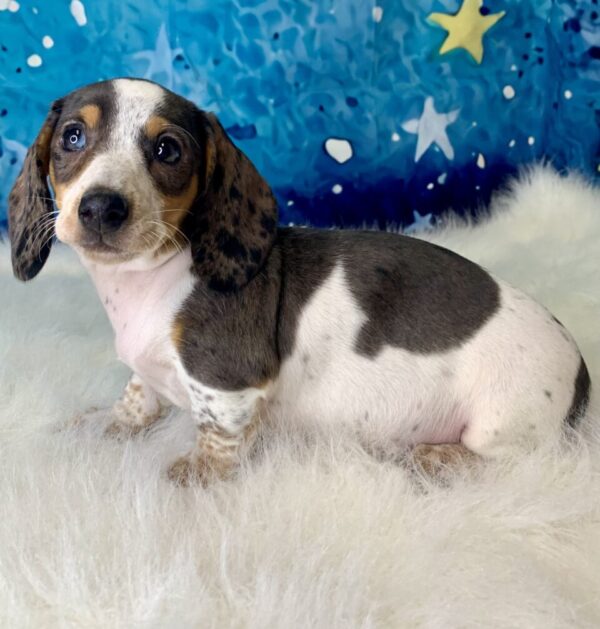 daisy1-600x629 Daisy (Female) Miniature Dachshund (Rare Piebald) $2199.99 (Found Loving Home)