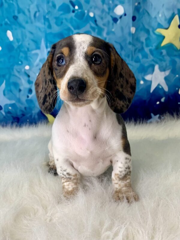 daisy2-600x800 Daisy (Female) Miniature Dachshund (Rare Piebald) $2199.99 (Found Loving Home)
