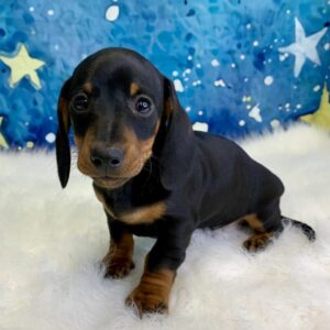 danny-300x300 Danny (Male) Miniature Dachshund (Short Hair) $2199.99 (Found Loving Home)