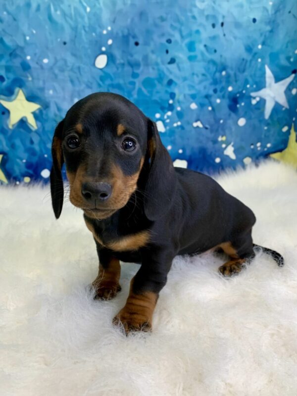 danny-600x800 Danny (Male) Miniature Dachshund (Short Hair) $2199.99 (Found Loving Home)