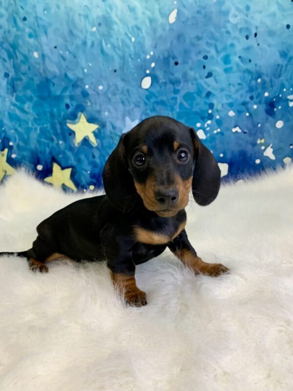danny1-600x800 Danny (Male) Miniature Dachshund (Short Hair) $2199.99 (Found Loving Home)