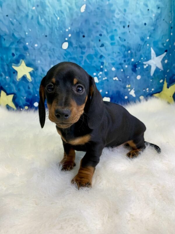danny2-600x800 Danny (Male) Miniature Dachshund (Short Hair) $2199.99 (Found Loving Home)