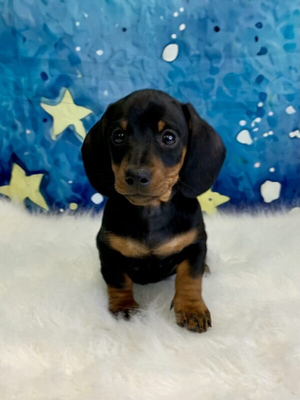 danny3-600x800 Danny (Male) Miniature Dachshund (Short Hair) $2199.99 (Found Loving Home)