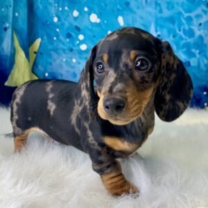 dean-300x300 Dean (Male) Miniature Dachshund (Rare Black & Tan Silver Dapple) $2199.99 (Found Loving Home)