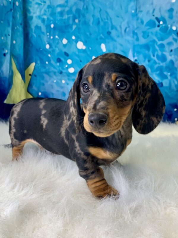 dean-600x800 Dean (Male) Miniature Dachshund (Rare Black & Tan Silver Dapple) $2199.99 (Found Loving Home)