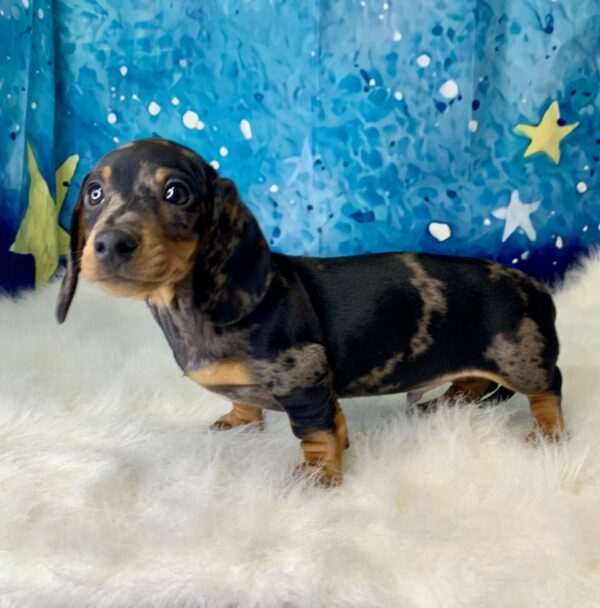 dean1-600x608 Dean (Male) Miniature Dachshund (Rare Black & Tan Silver Dapple) $2199.99 (Found Loving Home)