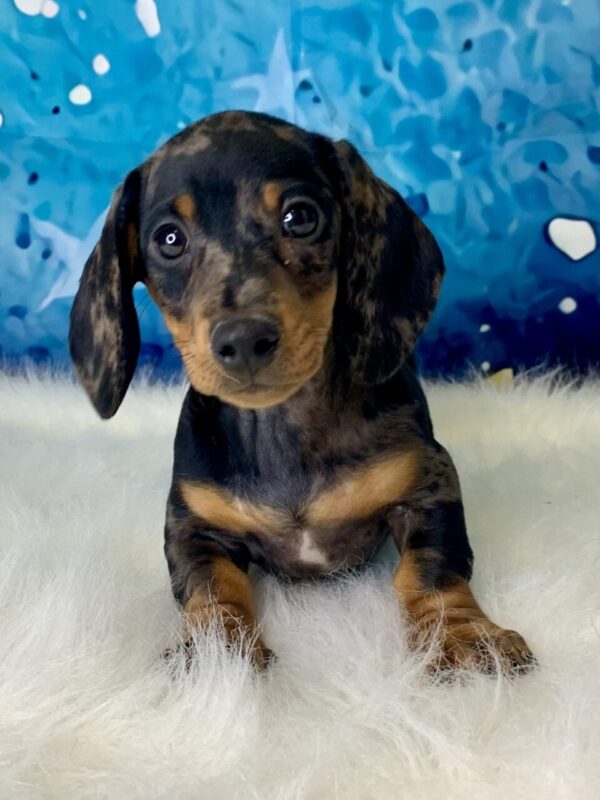 dean2-600x800 Dean (Male) Miniature Dachshund (Rare Black & Tan Silver Dapple) $2199.99 (Found Loving Home)