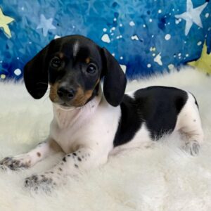 drew-300x300 Drew (Male) Miniature Dachshund (Rare Piebald) $2199.99 (Found Loving Home)