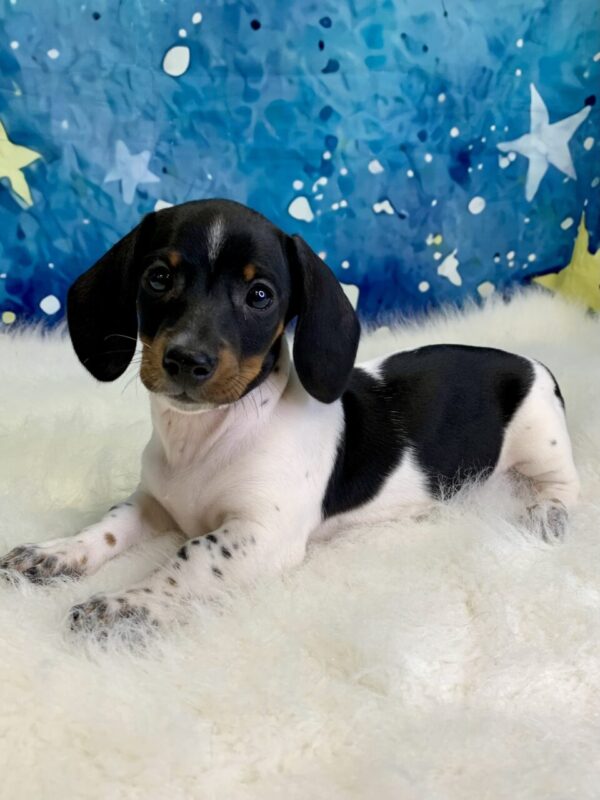 drew-600x800 Drew (Male) Miniature Dachshund (Rare Piebald) $2199.99 (Found Loving Home)