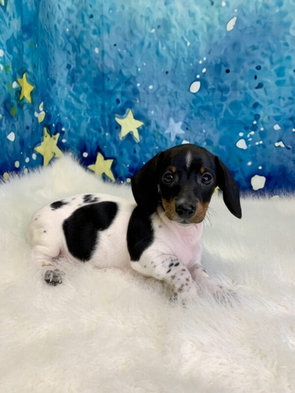 drew1-600x800 Drew (Male) Miniature Dachshund (Rare Piebald) $2199.99 (Found Loving Home)