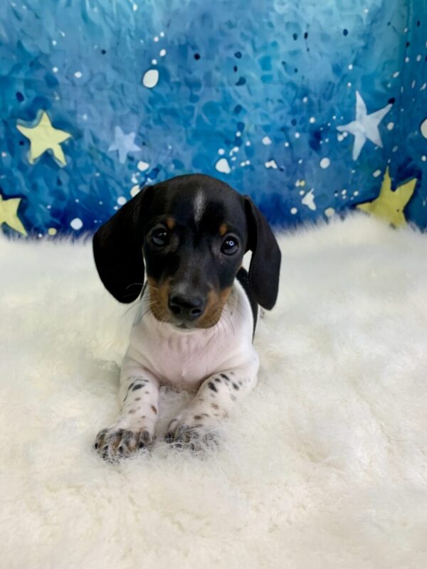 drew2-600x800 Drew (Male) Miniature Dachshund (Rare Piebald) $2199.99 (Found Loving Home)