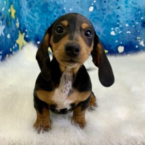duchess-300x300 Duchess (Female) Miniature Dachshund (Short Hair) $2199.99 (Found Loving Home)