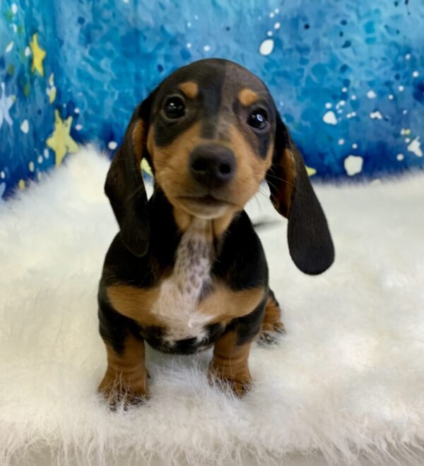 duchess-600x660 Duchess (Female) Miniature Dachshund (Short Hair) $2199.99 (Found Loving Home)