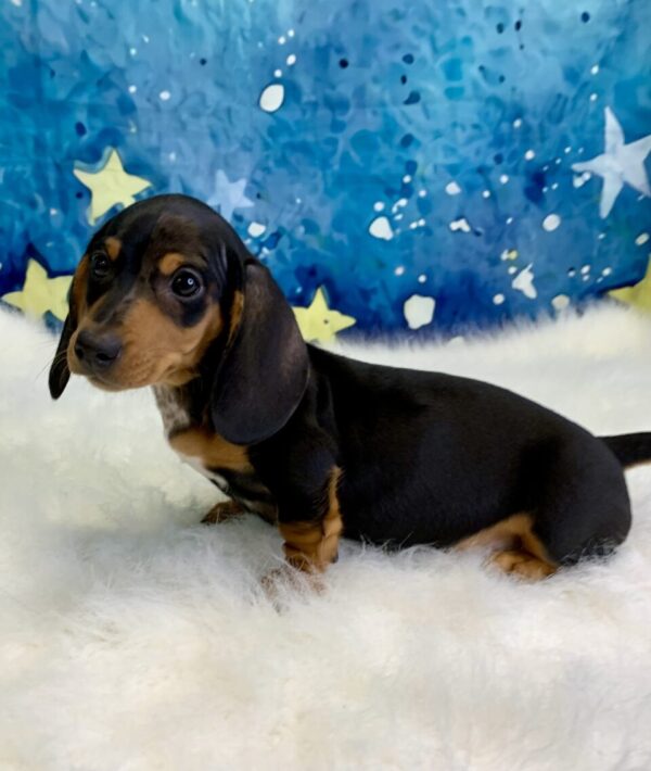 duchess1-600x710 Duchess (Female) Miniature Dachshund (Short Hair) $2199.99 (Found Loving Home)