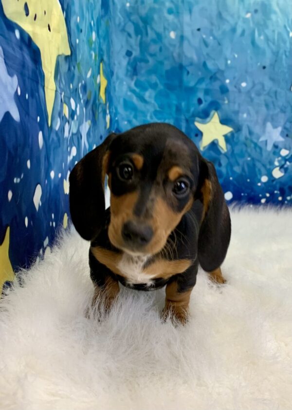 duchess2-600x841 Duchess (Female) Miniature Dachshund (Short Hair) $2199.99 (Found Loving Home)