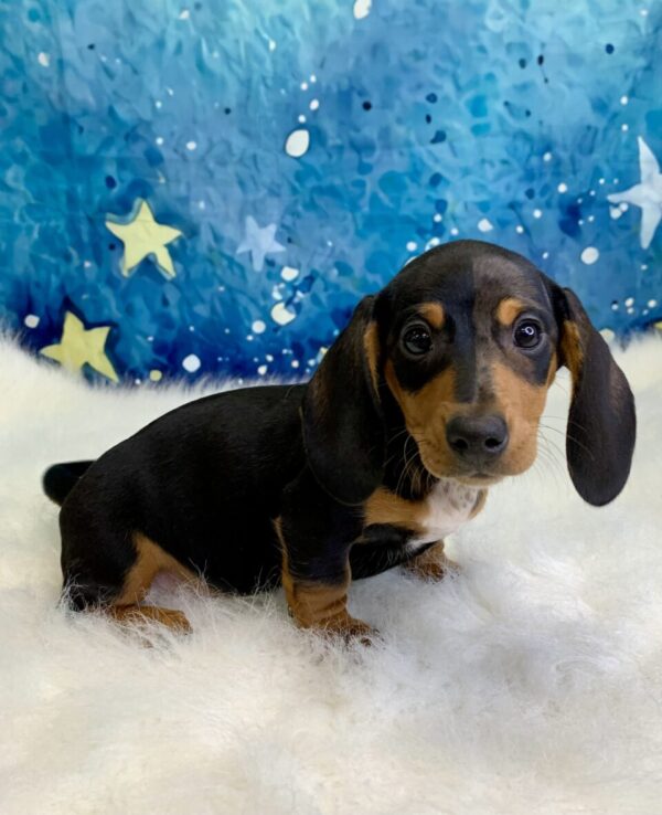 duchess3-600x738 Duchess (Female) Miniature Dachshund (Short Hair) $2199.99 (Found Loving Home)