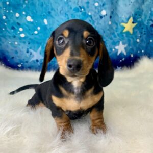 duke-300x300 Duke (Male) Miniature Dachshund (Short Hair) $2199.99 (Found Loving Home)