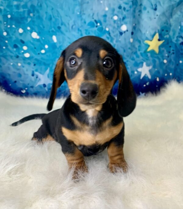 duke-600x684 Duke (Male) Miniature Dachshund (Short Hair) $2199.99 (Found Loving Home)