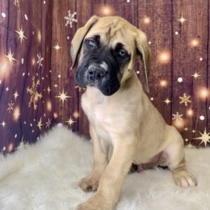 earl-300x300 Earl (Male) English Mastiff $1999.99 (Found Loving Home)