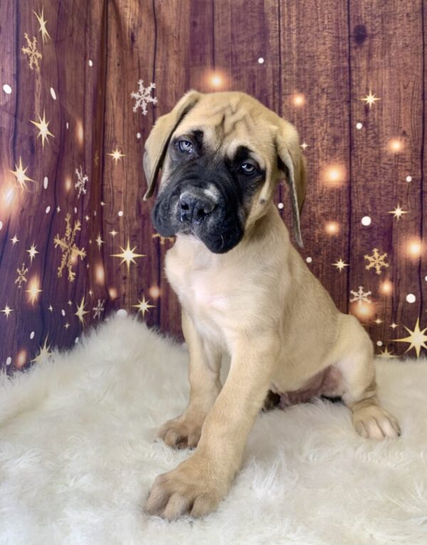 earl-600x766 Earl (Male) English Mastiff $1999.99 (Found Loving Home)