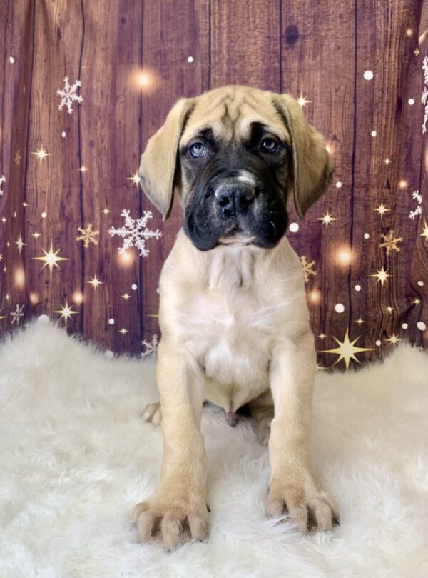 earl1-600x809 Earl (Male) English Mastiff $1999.99 (Found Loving Home)
