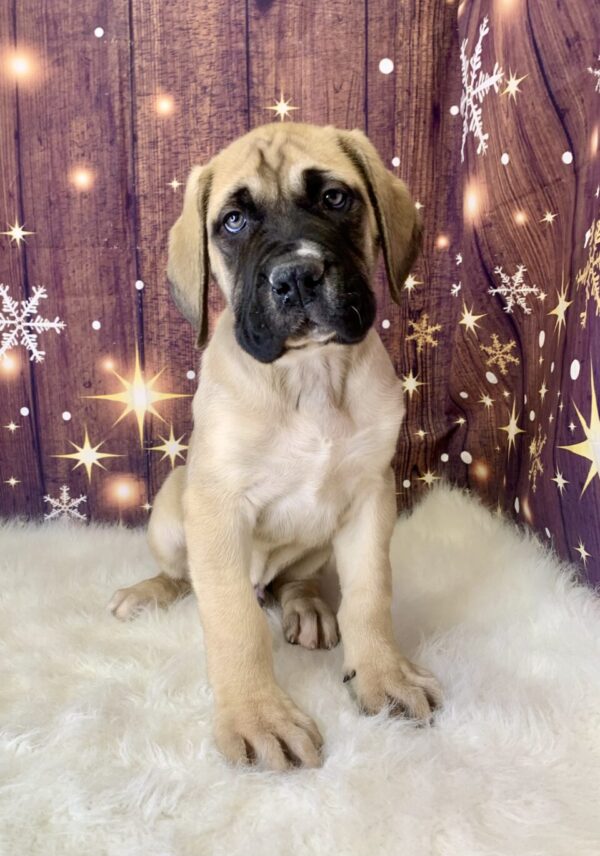 earl2-600x856 Earl (Male) English Mastiff $1999.99 (Found Loving Home)