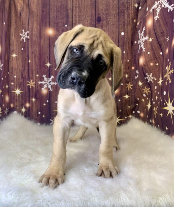 earl3-600x713 Earl (Male) English Mastiff $1999.99 (Found Loving Home)