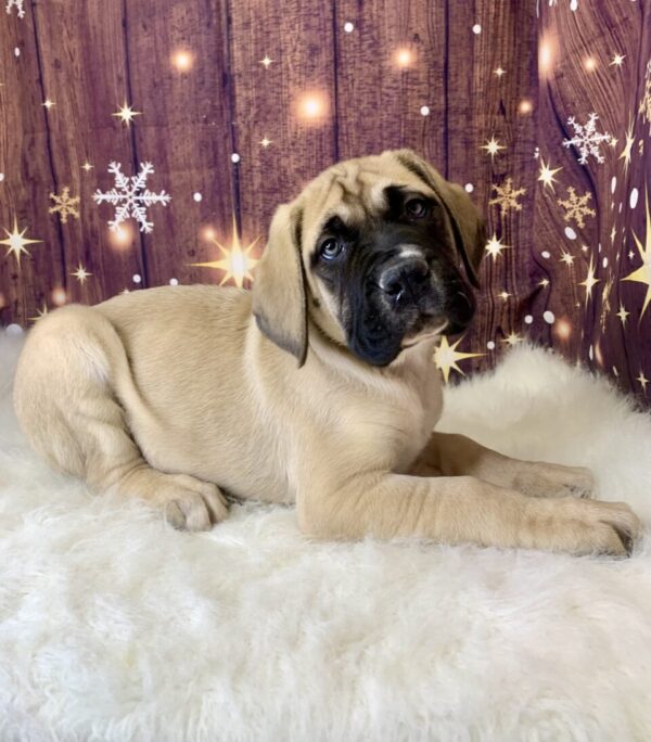 earl4-600x684 Earl (Male) English Mastiff $1999.99 (Found Loving Home)