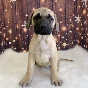 electra-300x300 Electra (Female) English Mastiff $1999.99 (Found Loving Home)