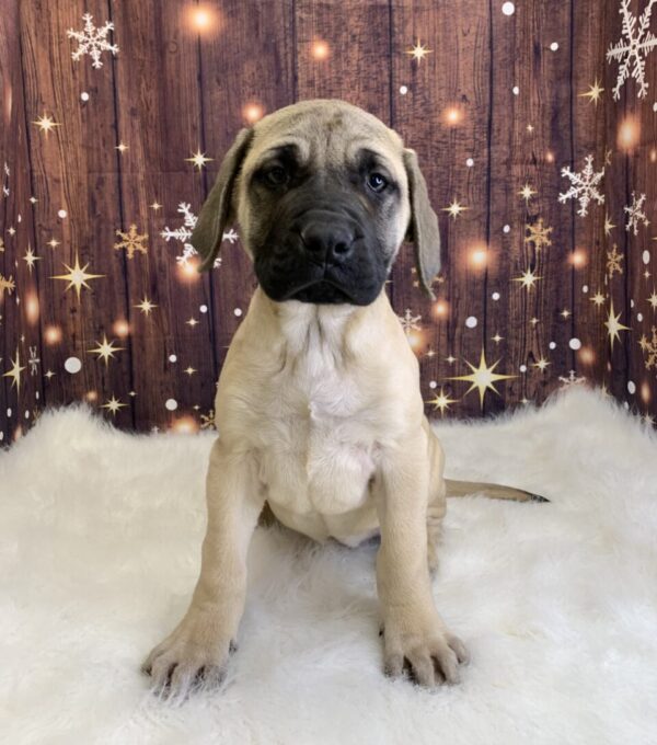electra-600x680 Electra (Female) English Mastiff $1999.99 (Found Loving Home)