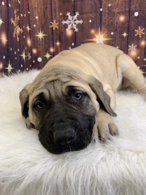 electra1-600x800 Electra (Female) English Mastiff $1999.99 (Found Loving Home)