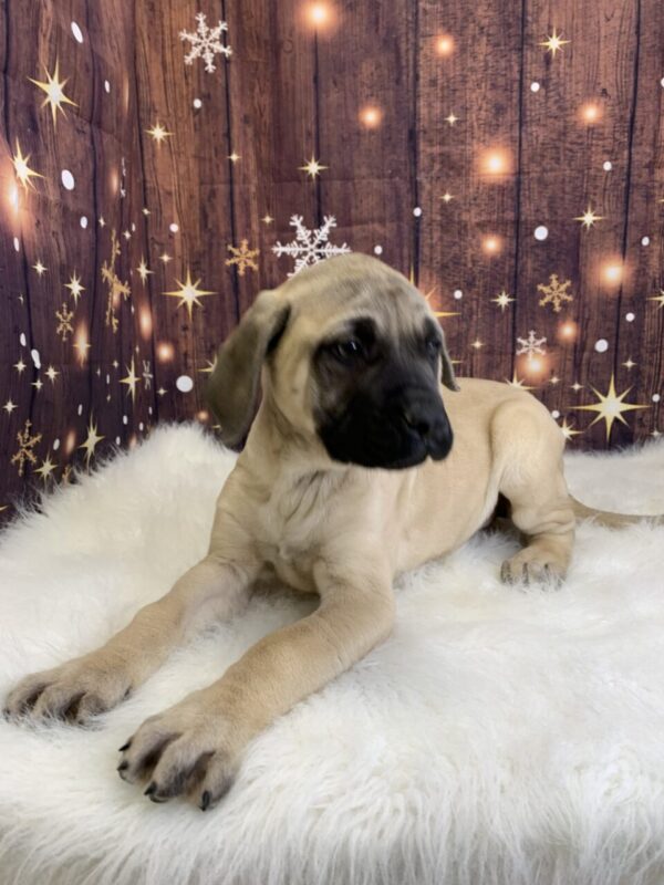 electra2-600x800 Electra (Female) English Mastiff $1999.99 (Found Loving Home)
