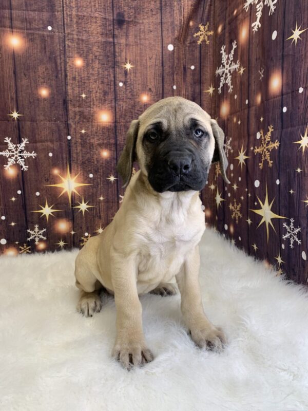 electra3-600x800 Electra (Female) English Mastiff $1999.99 (Found Loving Home)