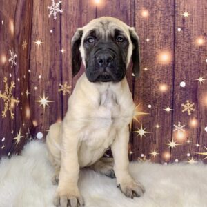 erica-300x300 Erica (Female) English Mastiff $1999.99 (Found Loving Home)