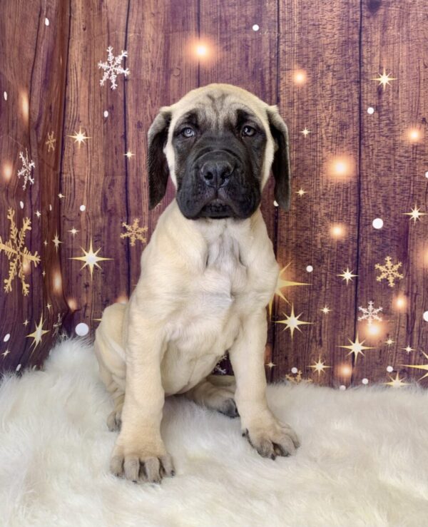 erica-600x739 Erica (Female) English Mastiff $1999.99 (Found Loving Home)