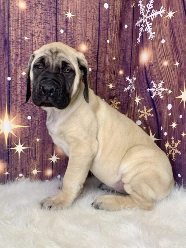 erica1-600x800 Erica (Female) English Mastiff $1999.99 (Found Loving Home)