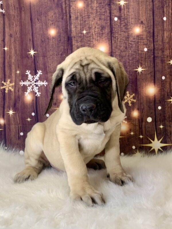 erica2-600x800 Erica (Female) English Mastiff $1999.99 (Found Loving Home)