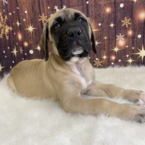 esme-300x300 Esme (Female) English Mastiff $1999.99 (Found Loving Home)